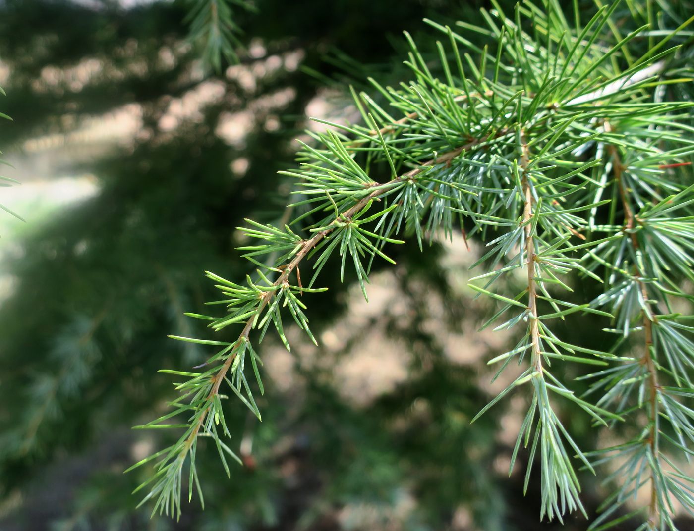 Image of Cedrus libani specimen.