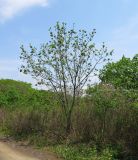 Смотреть изображение Fraxinus rhynchophylla