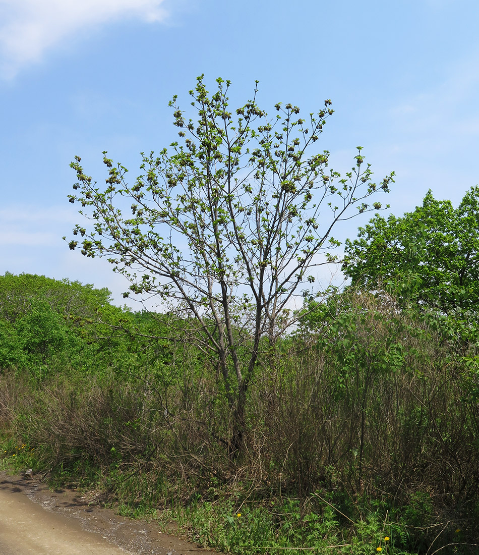 Изображение особи Fraxinus rhynchophylla.