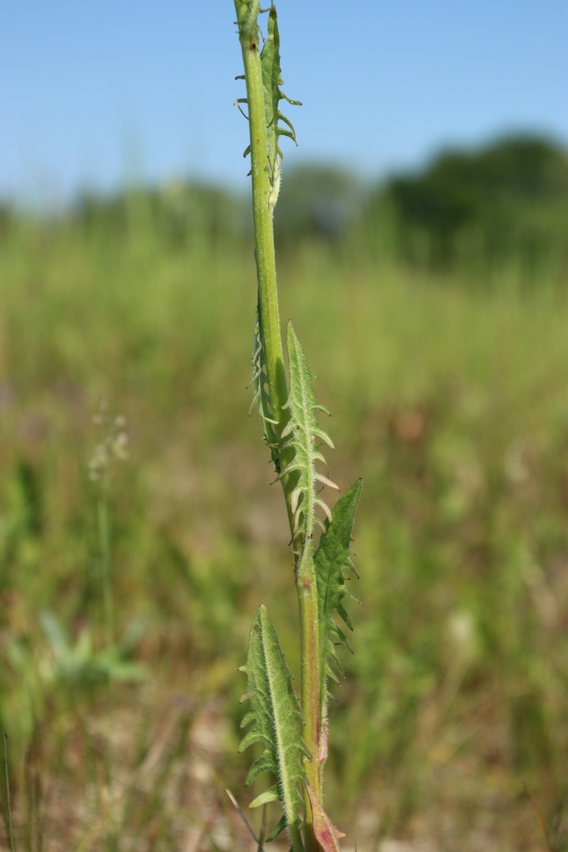 Image of Crepis biennis specimen.