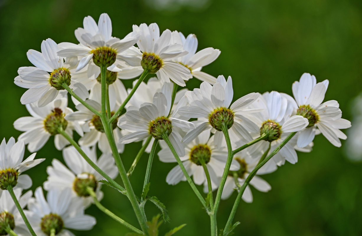 Изображение особи Pyrethrum corymbosum.