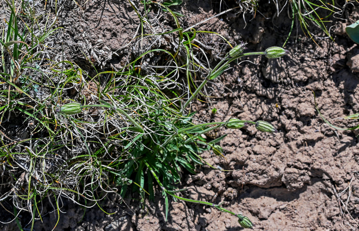 Изображение особи Gastrolychnis gonosperma.