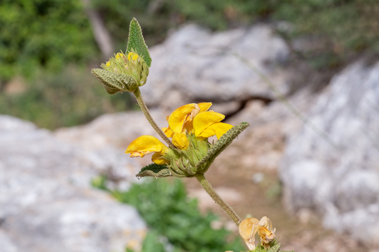 Image of Phlomis viscosa specimen.