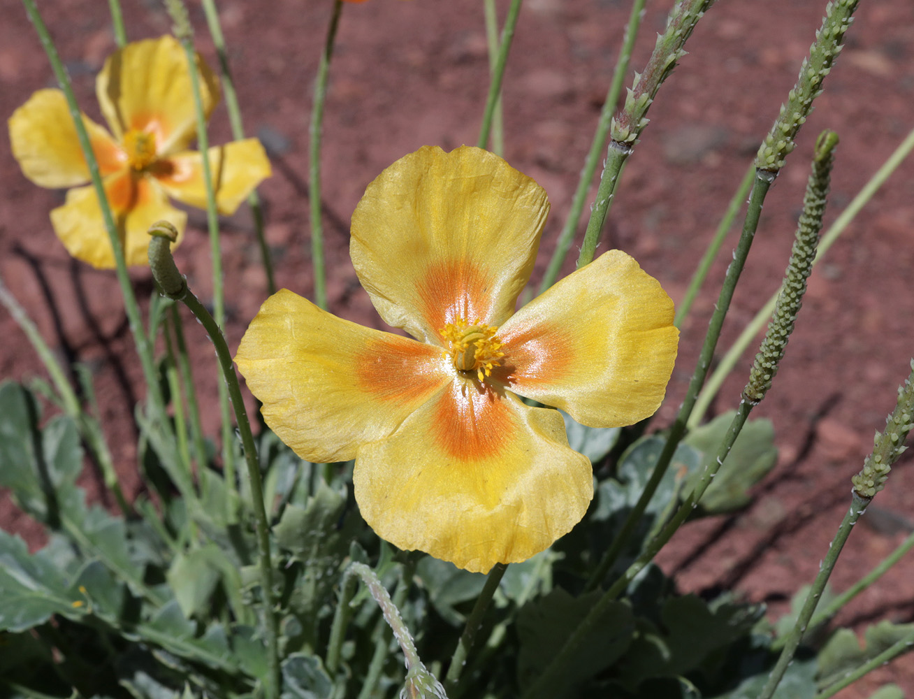 Image of Glaucium squamigerum specimen.