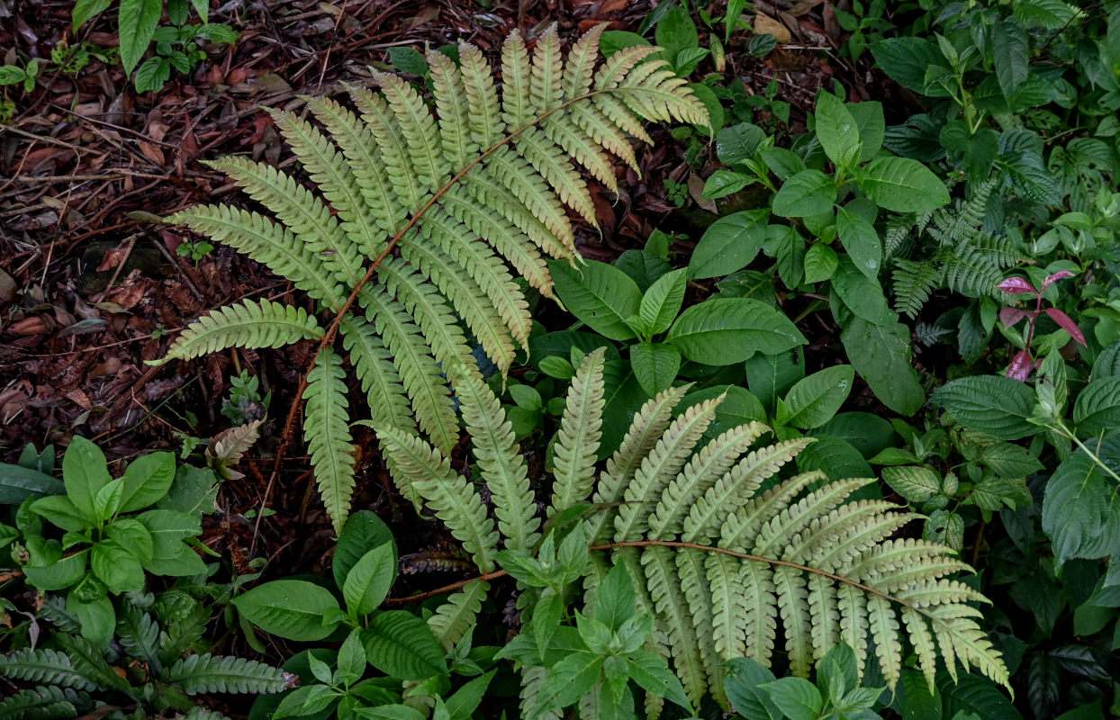 Image of Woodwardia japonica specimen.