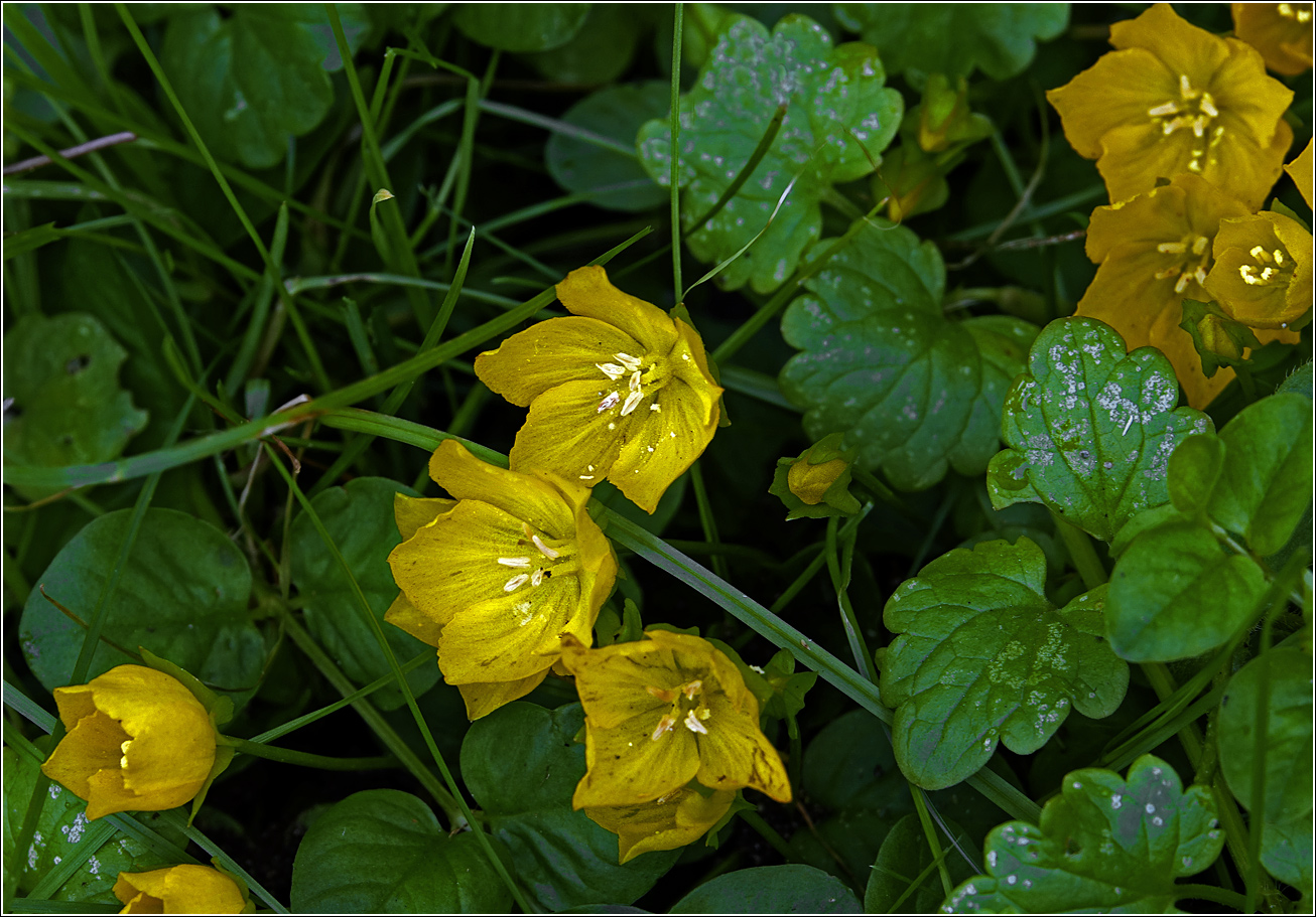 Изображение особи Lysimachia nummularia.