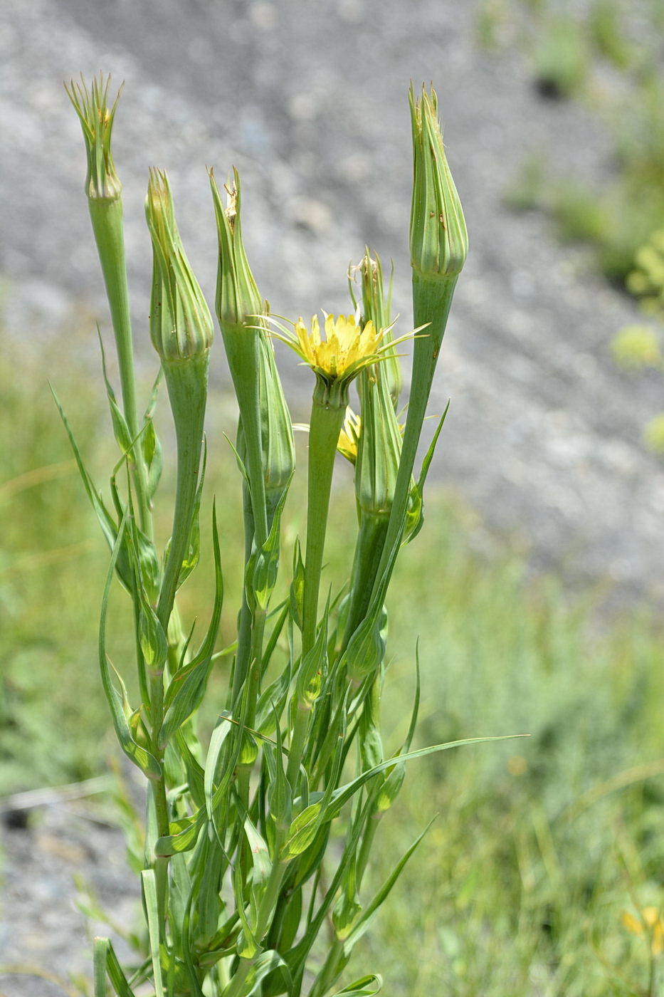 Image of genus Tragopogon specimen.