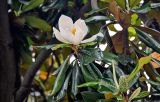 Magnolia grandiflora. Верхушка ветви с цветком. Китай, провинция Хунань, г. Улинъюань, в культуре. 08.06.2024.