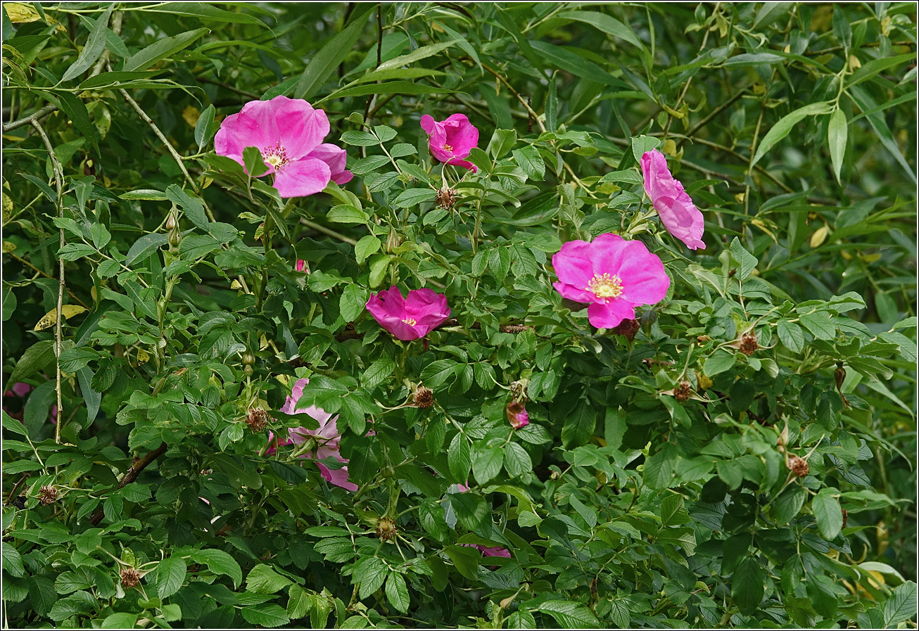 Image of Rosa rugosa specimen.