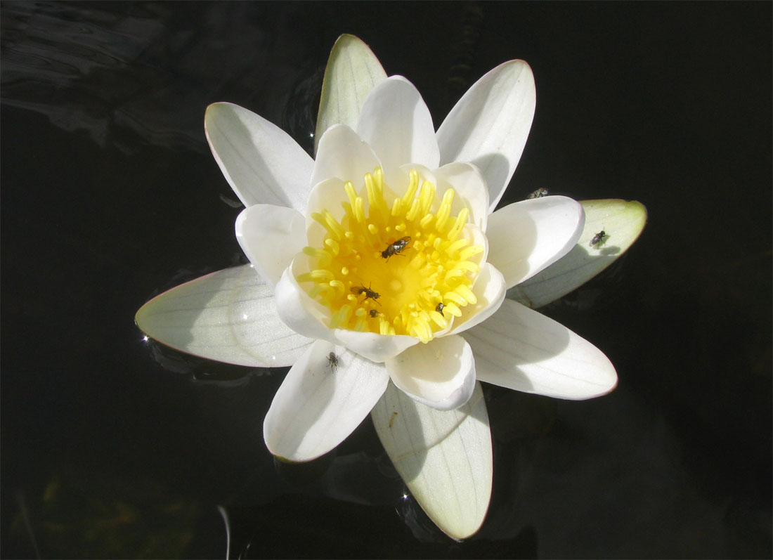 Image of Nymphaea &times; borealis specimen.