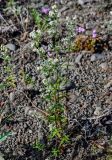 Galium boreale. Цветущее растение. Красноярский край, Таймырский Долгано-Ненецкий р-н, плато Путорана, долина р. Кутарамакан, прибрежный галечник. 25.07.2023.