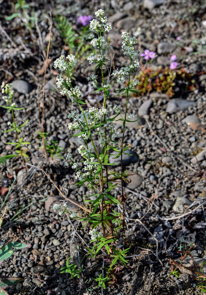 Изображение особи Galium boreale.