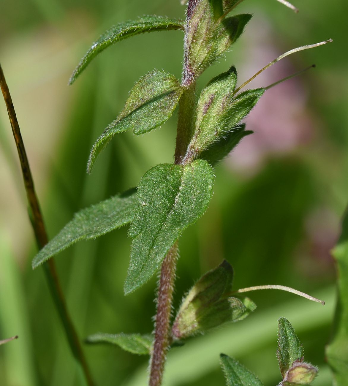 Изображение особи Odontites vulgaris.