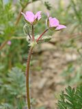 Erodium cicutarium. Верхушка побега с соцветием. Хабаровский край, окр. г. Комсомольск-на-Амуре, обочина грунтовой дороги. 18.09.2024.