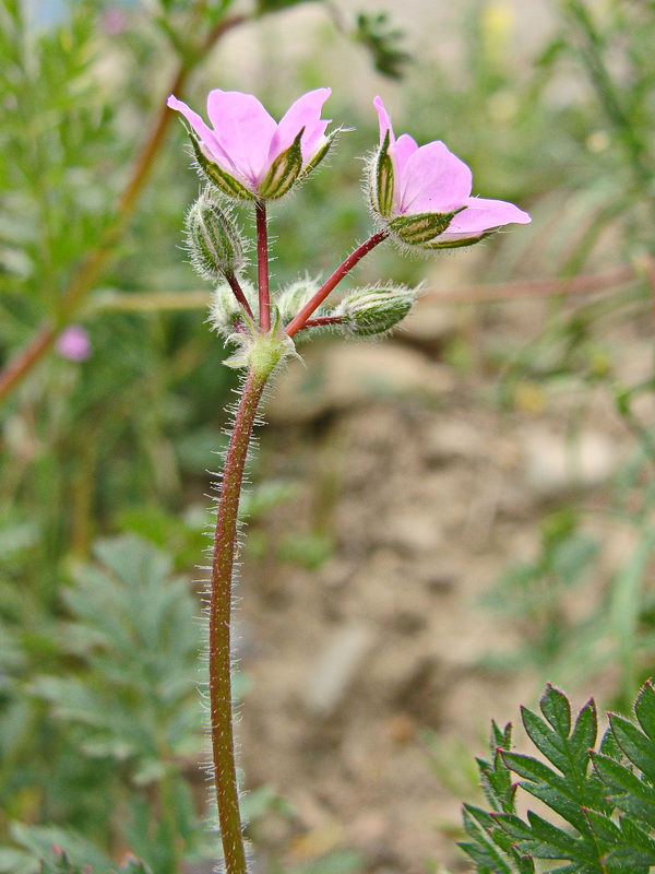 Изображение особи Erodium cicutarium.