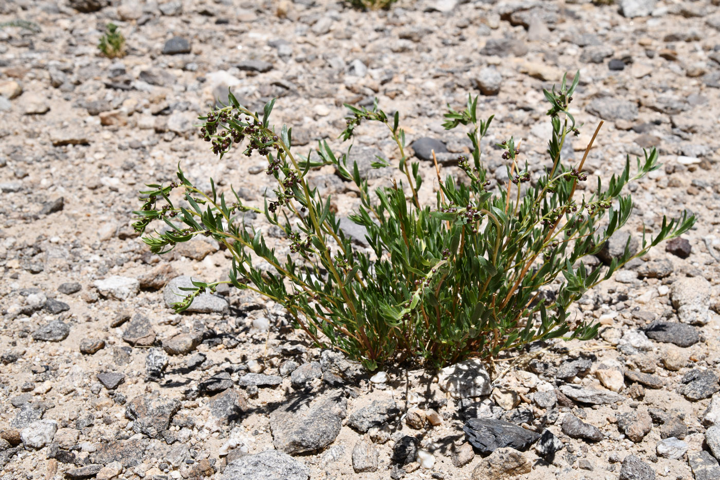 Изображение особи Artemisia pamirica.