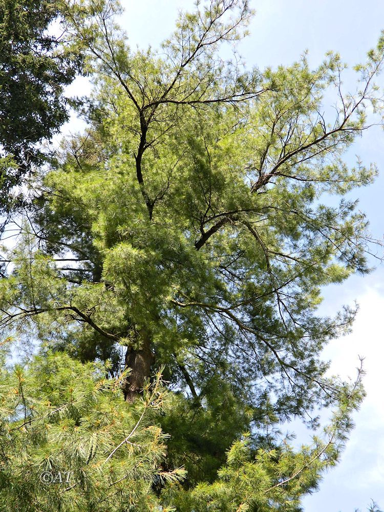 Image of Pinus strobus specimen.