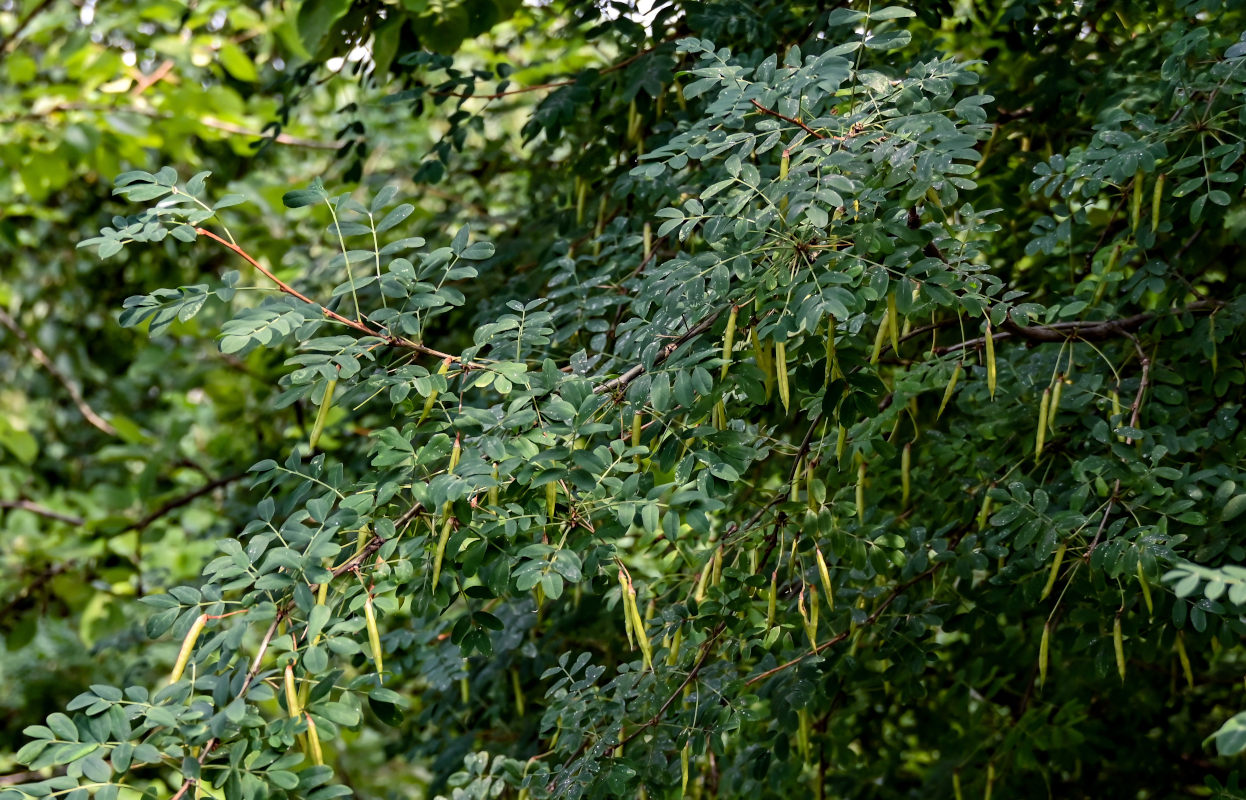 Изображение особи Caragana arborescens.