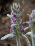 Stachys cretica. Соцветие с присоцветными листьями. Крым, Южный Берег, гора Аю-Даг, заросшая Poaceae поляна в дубово-грабовом лесу. 25.05.2024.