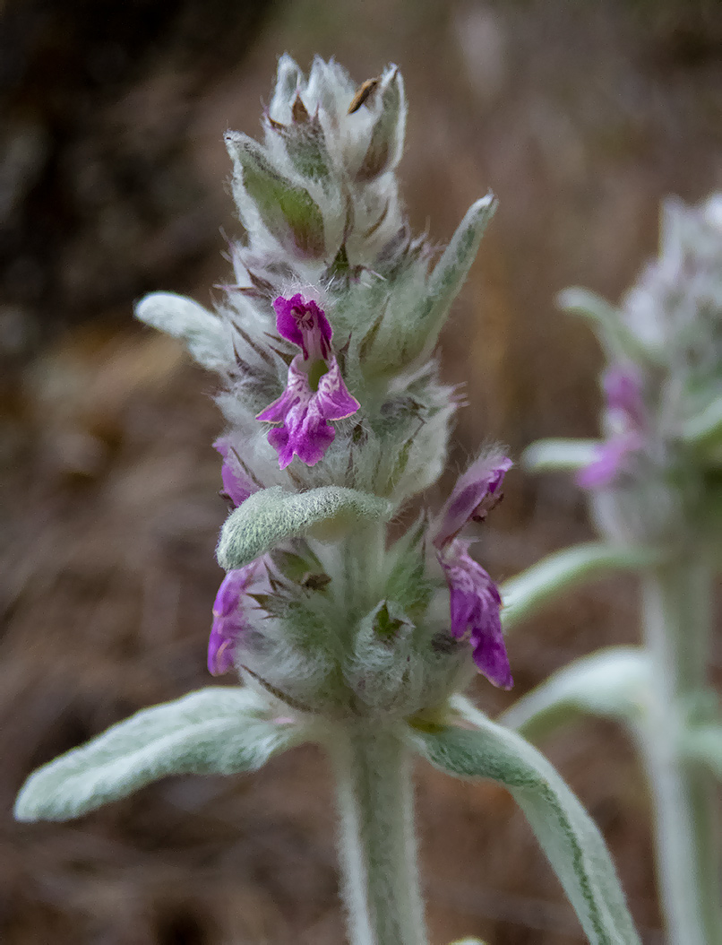 Изображение особи Stachys velata.