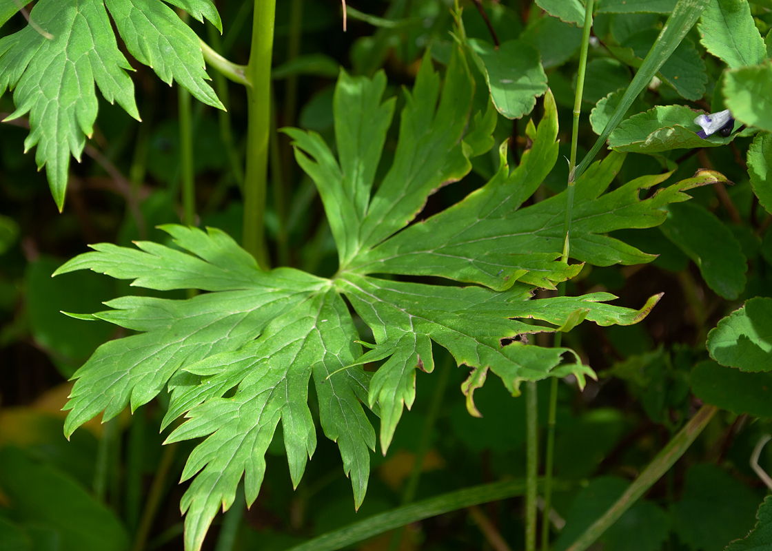 Изображение особи Aconitum fischeri.