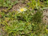 Taraxacum stenocephalum. Цветущее растение. Кабардино-Балкария, Черекский р-н, северо-восточный склон горы Эркедыген, ≈ 2500 м н.у.м., альпийский луг. 29.07.2024.