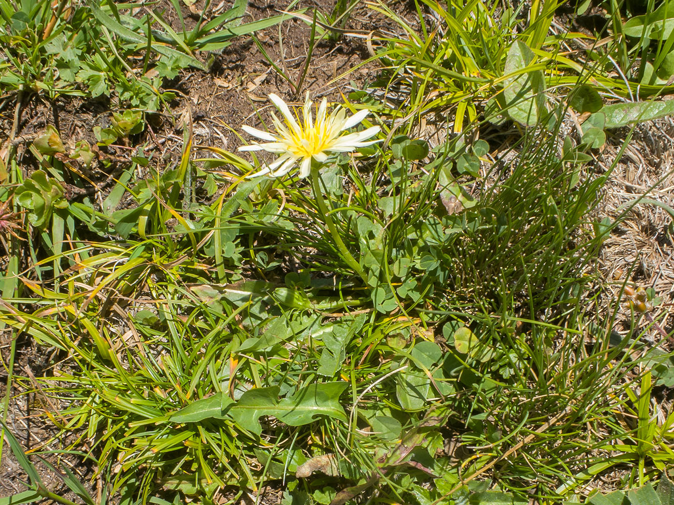 Image of Taraxacum stenocephalum specimen.