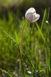 Anemone sylvestris