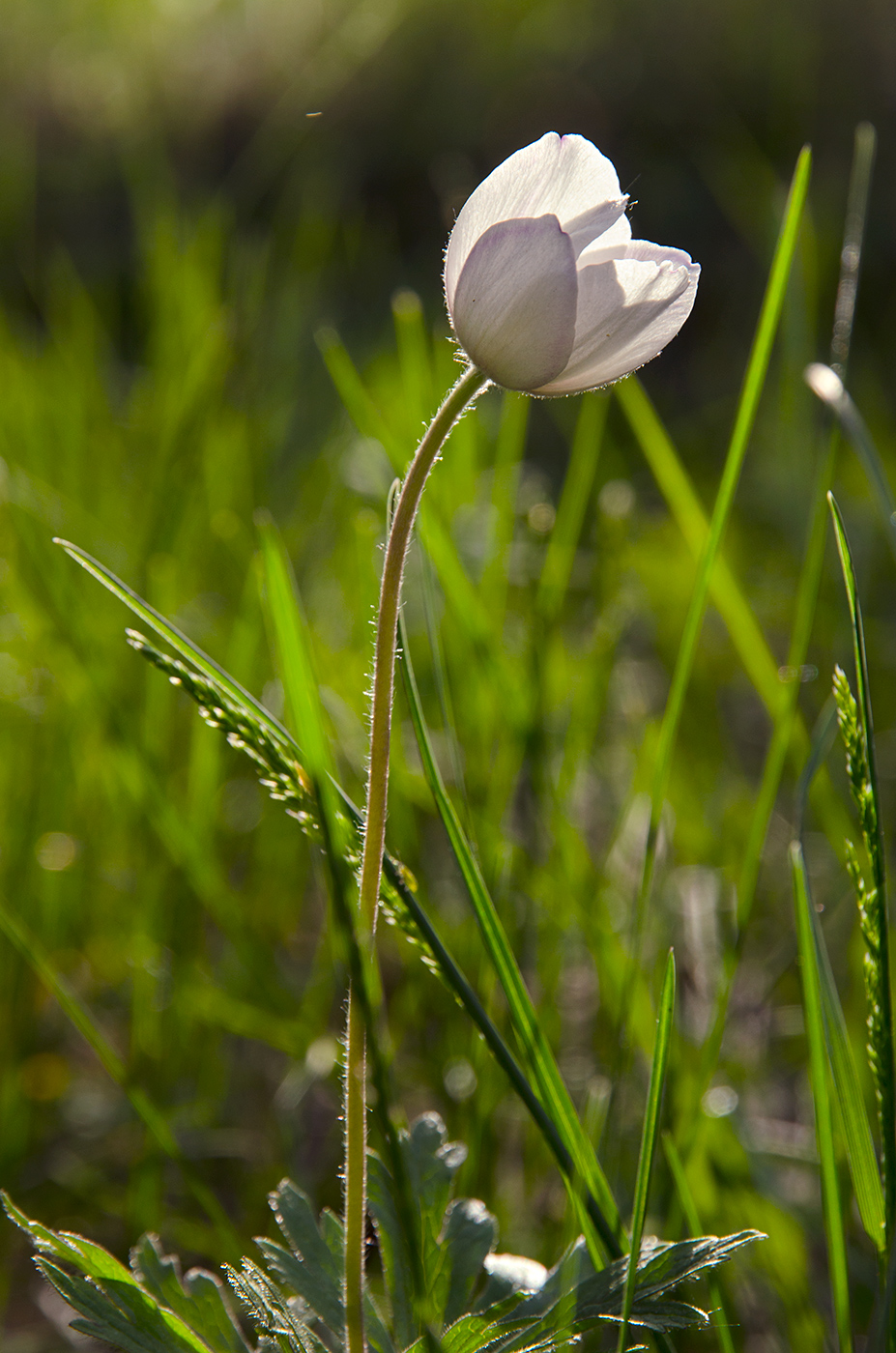 Image of Anemone sylvestris specimen.