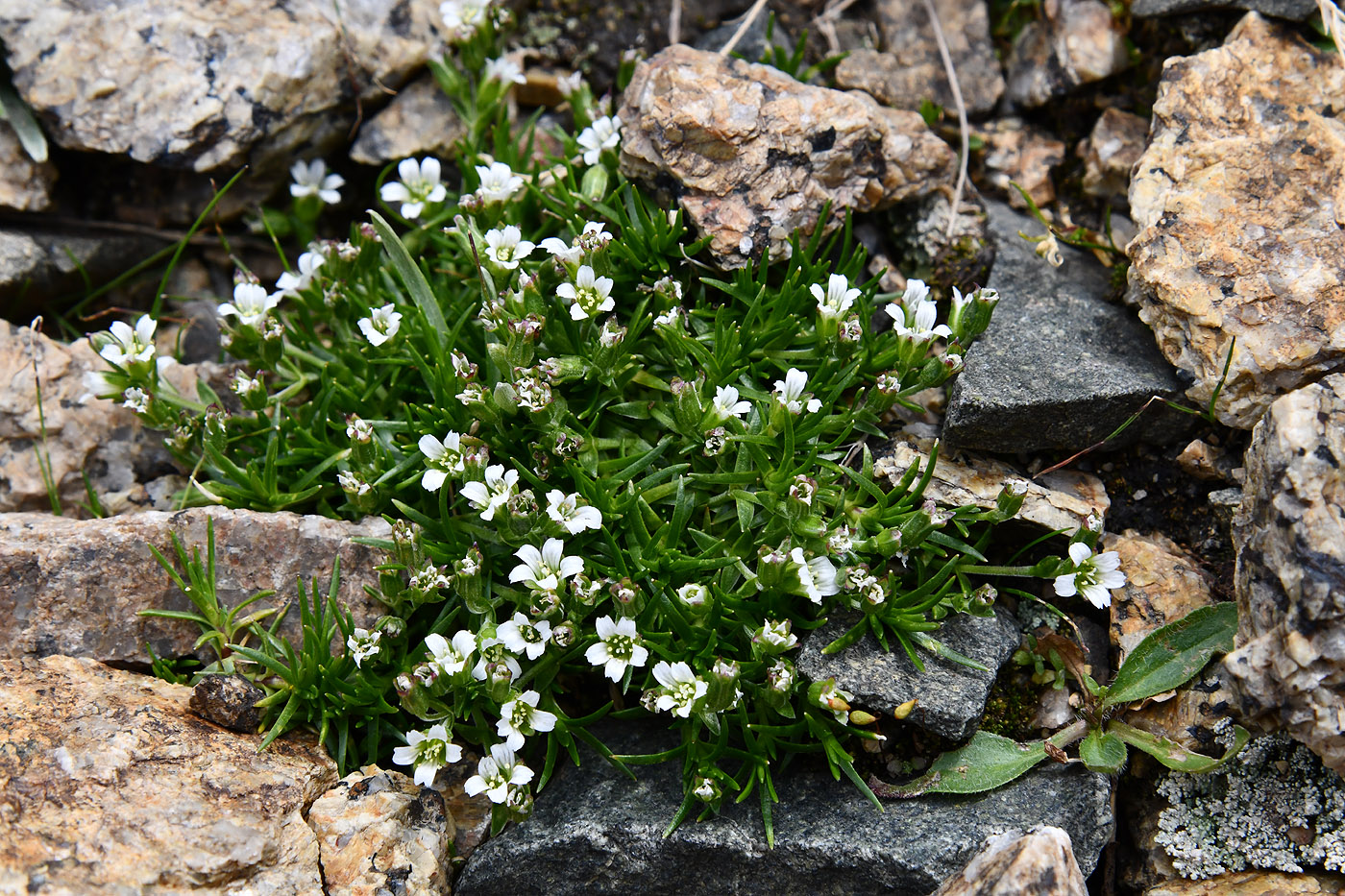 Изображение особи Minuartia biflora.