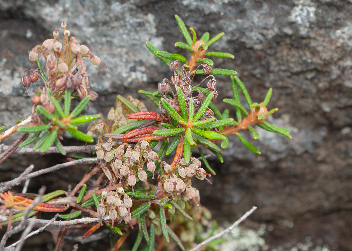 Изображение особи Ledum decumbens.