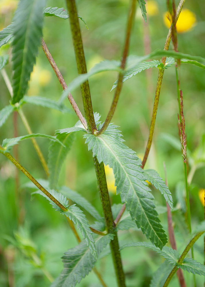 Image of genus Rhinanthus specimen.