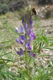 Lupinus angustifolius. Соцветие с кормящимся жуком. Турция, ил Анталья, г. Аланья, улица Baraj Cd, вдоль р. Dimҫayi, каменисто-щебнистая россыпь у обочины дороги. 26.03.2024.