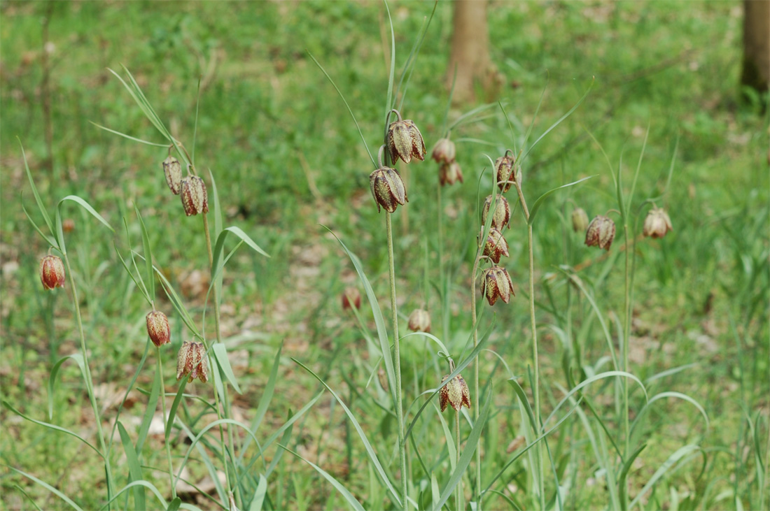 Image of Fritillaria montana specimen.