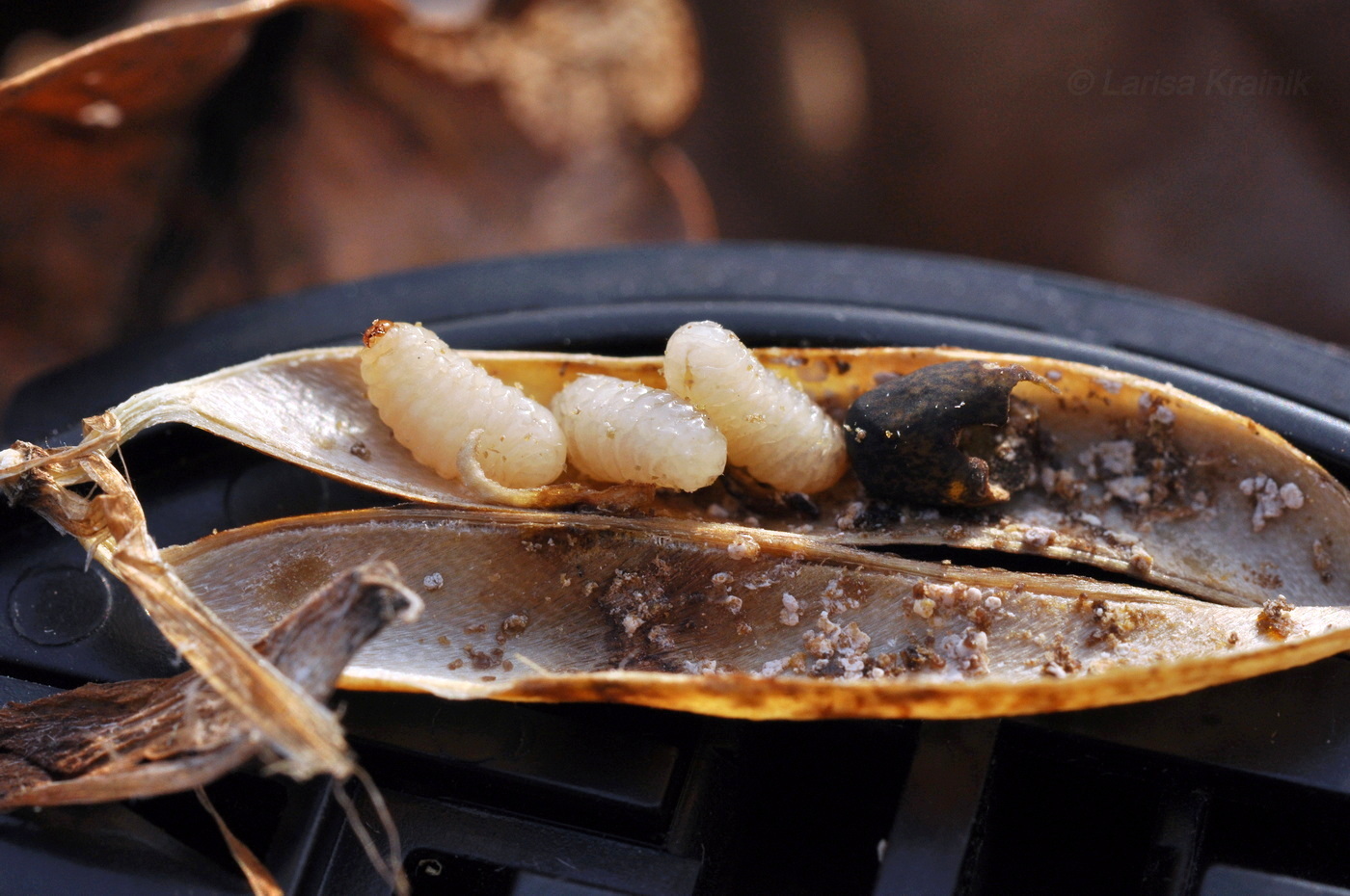 Изображение особи Vicia unijuga.