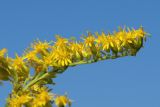 Смотреть изображение Solidago canadensis