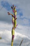 Смотреть изображение Anacamptis morio подвид caucasica