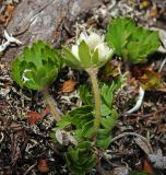 Смотреть изображение Anemonastrum brevipedunculatum