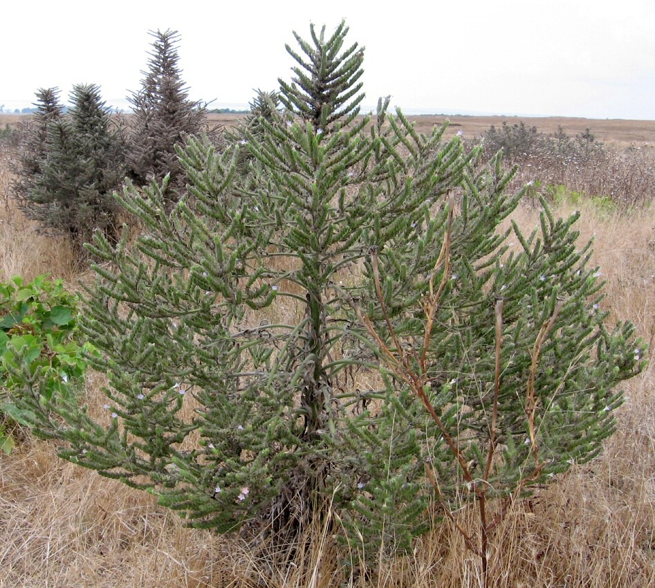 Image of Echium biebersteinii specimen.