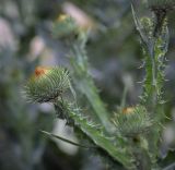 Смотреть изображение Onopordum acanthium