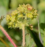 View full-size image Alchemilla caucasica