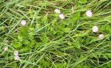 Convolvulus arvensis