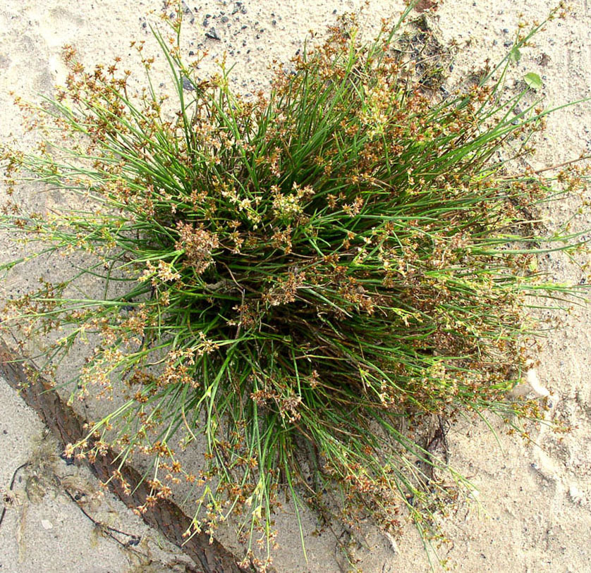 Изображение особи Juncus articulatus.