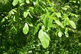 View full-size image Juglans regia