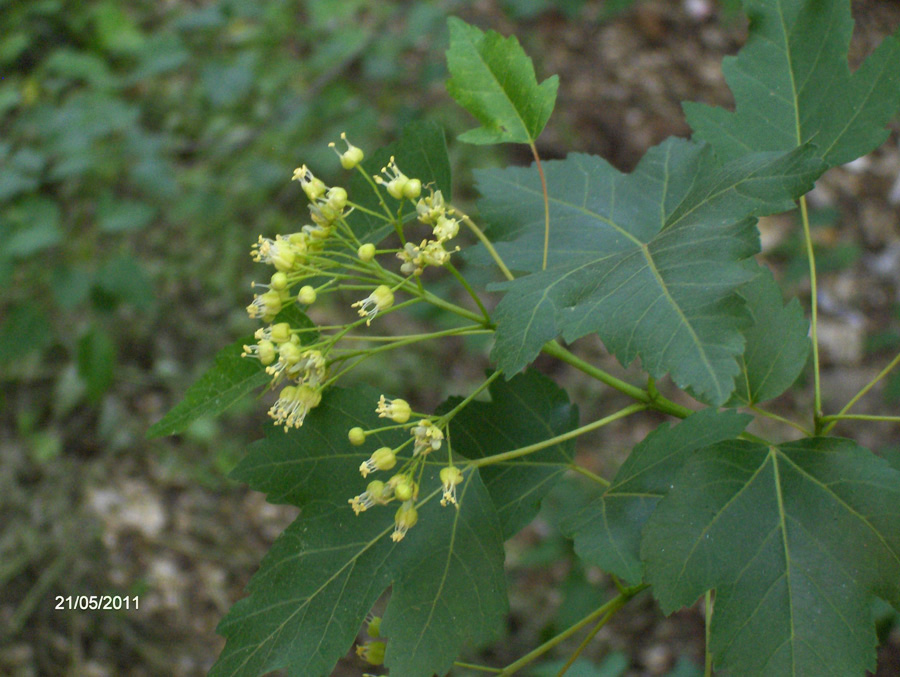 Image of Acer semenovii specimen.