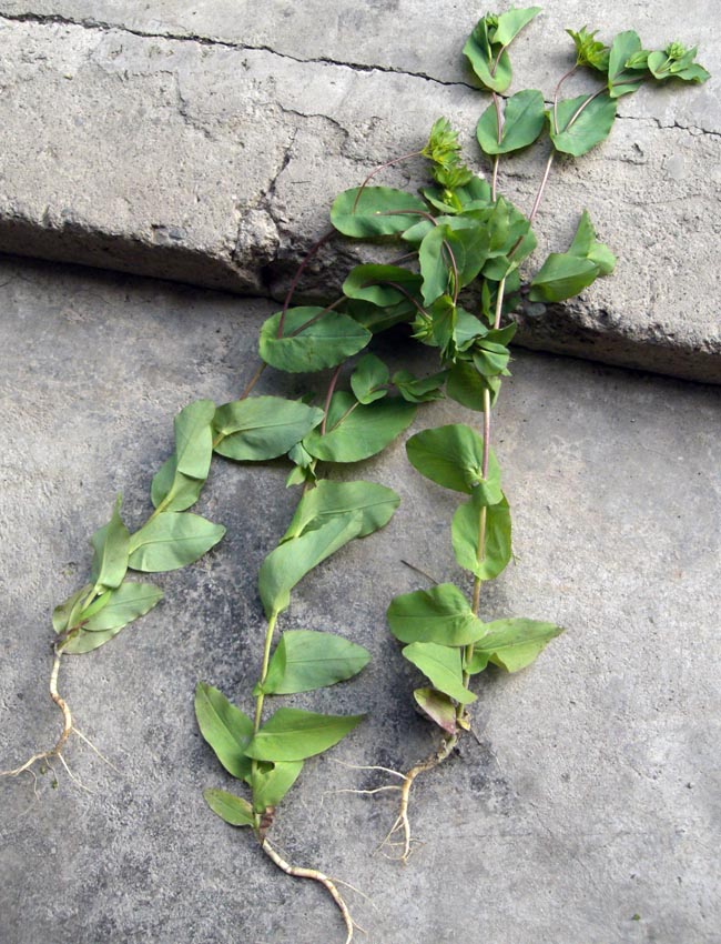 Image of Bupleurum rotundifolium specimen.