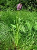 Dactylorhiza baltica. Цветущие растения. Смоленская обл., окр. Смоленска, Пасовский лес, опушка леса. 14.06.2011.