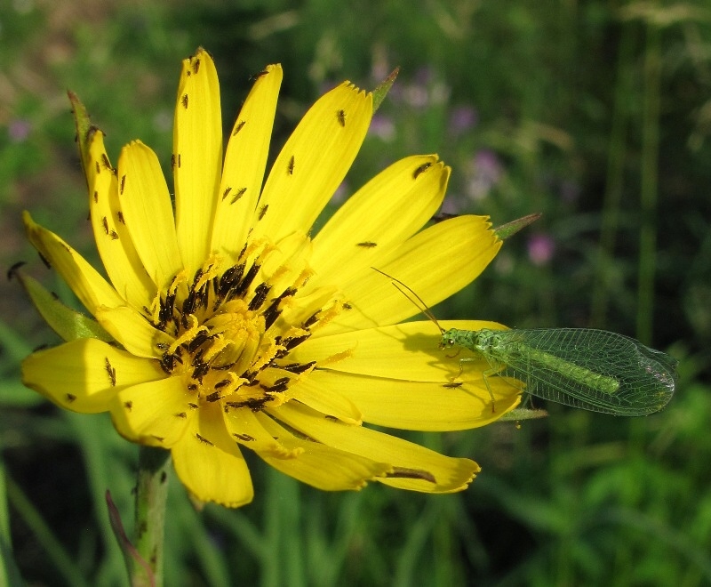 Image of Tragopogon pratensis specimen.