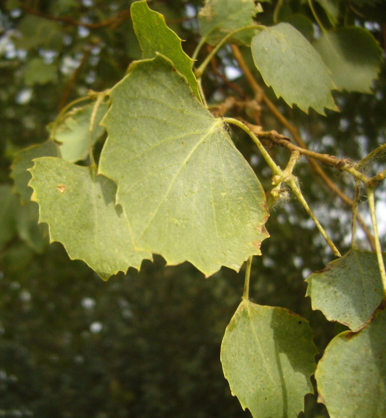 Image of Populus ariana specimen.