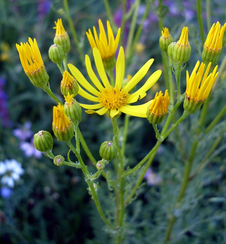 Image of Senecio jacobaea specimen.